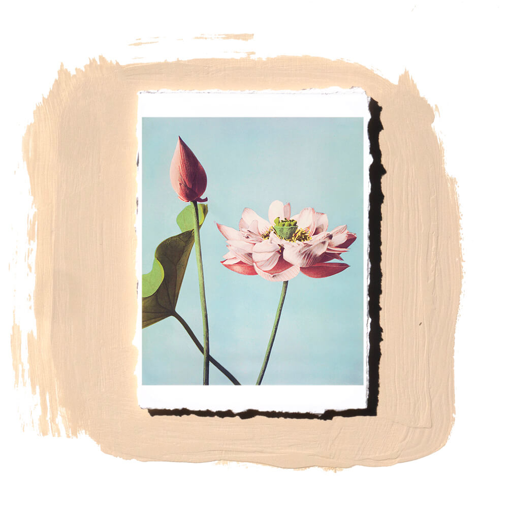 Lotus Flowers – REFRAMED